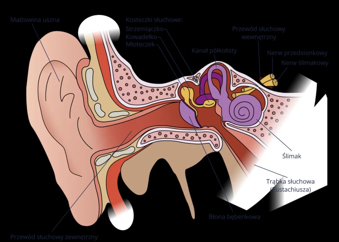 Jak słyszymy: Fascynujący proces odbierania dźwięków przez ucho