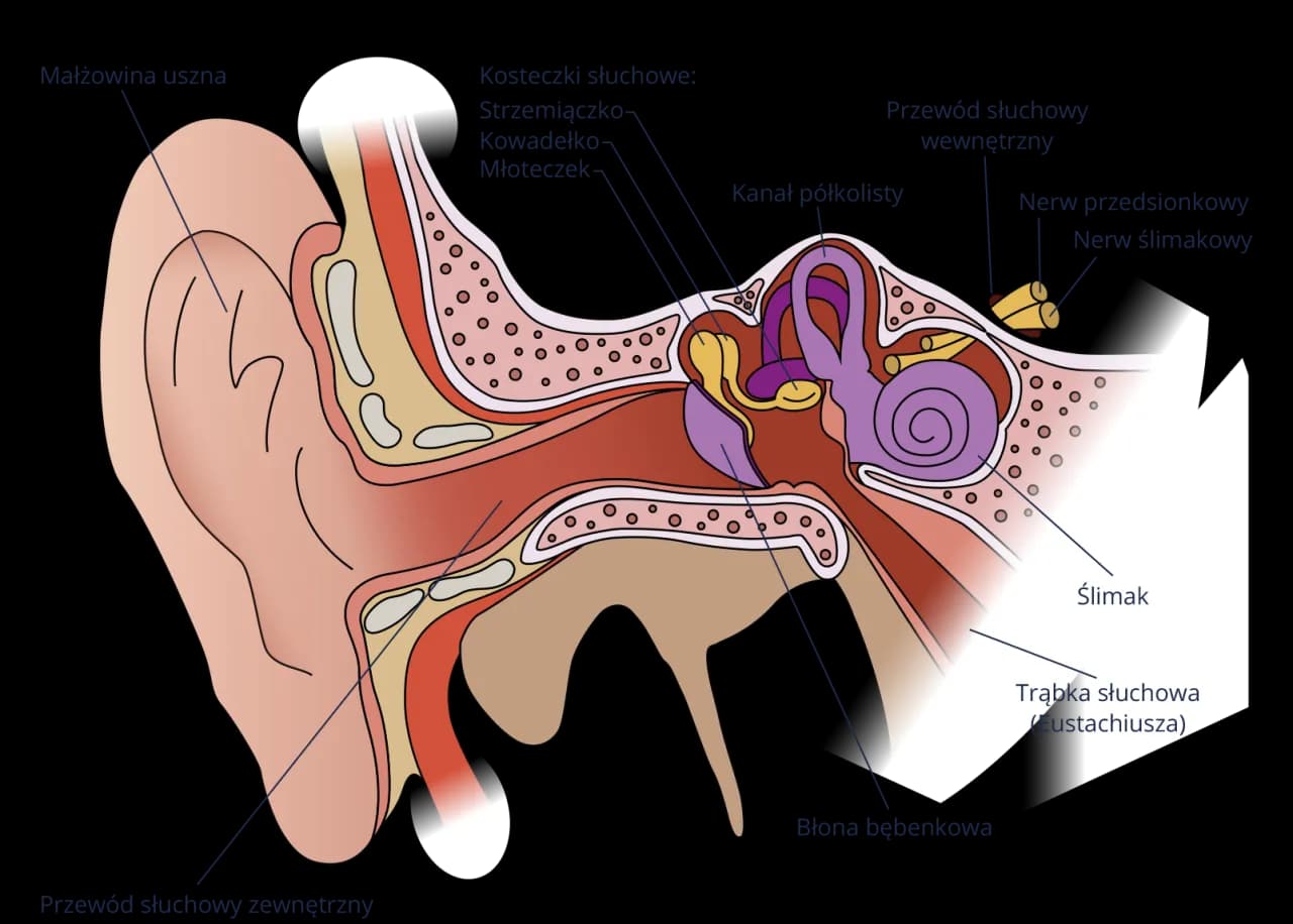 Jak słyszymy: Fascynujący proces odbierania dźwięków przez ucho